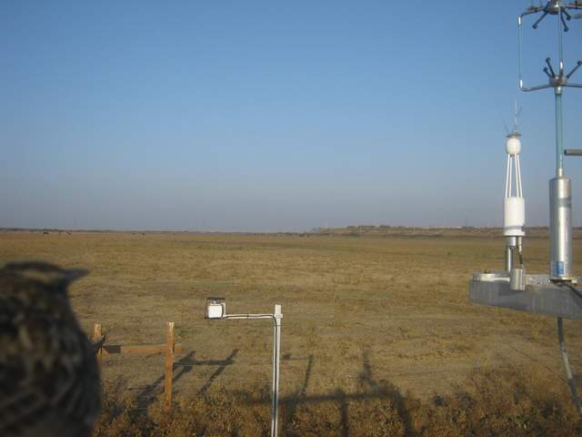 Bird on tower