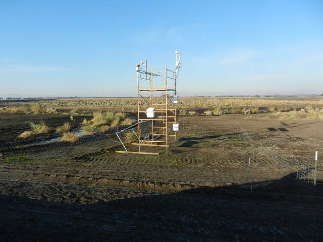 Sheep in the eddy tower footprint