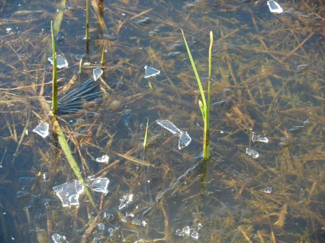 Broken ice on frozen pond water