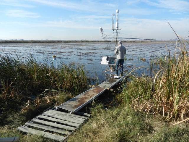Cove working on the rice eddy tower