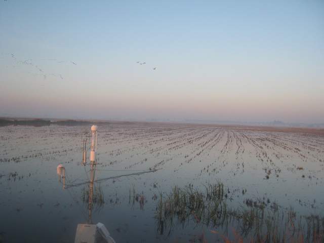 Geese at dawn