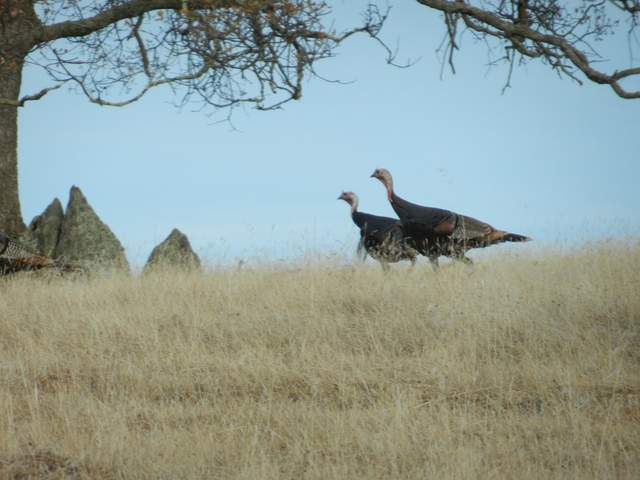 Turkeys on the rise