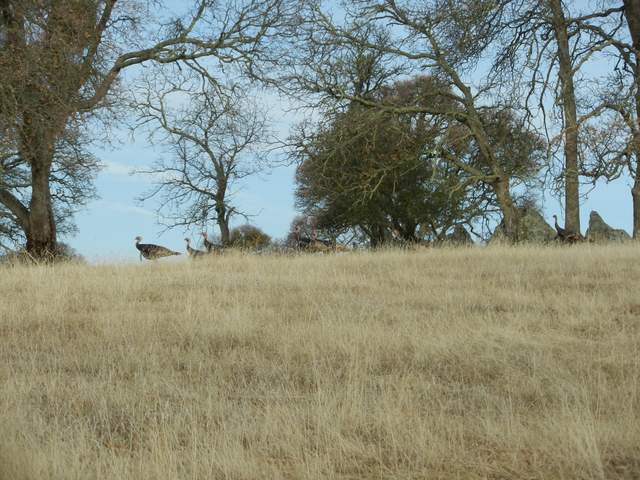 Turkeys on the rise