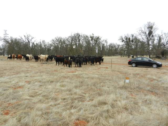 Hungry cows cam to see if we would feed them