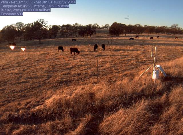 Cows
