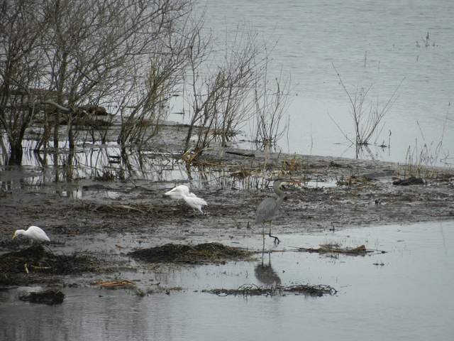 Egrets and Great Blue Heron in flooded patch