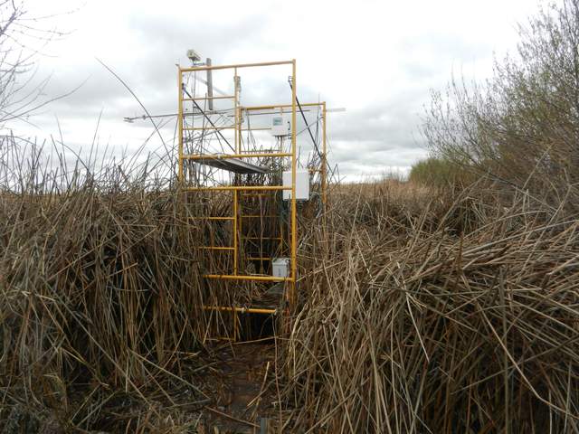 The heavy rains have really beaten down the standing thatch