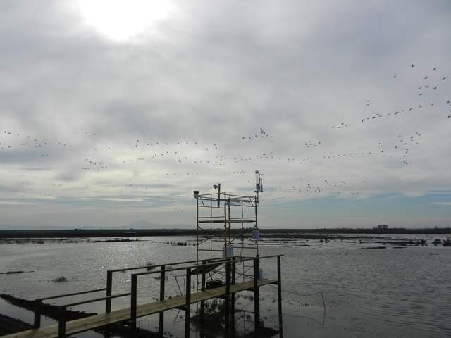 Geese at East End