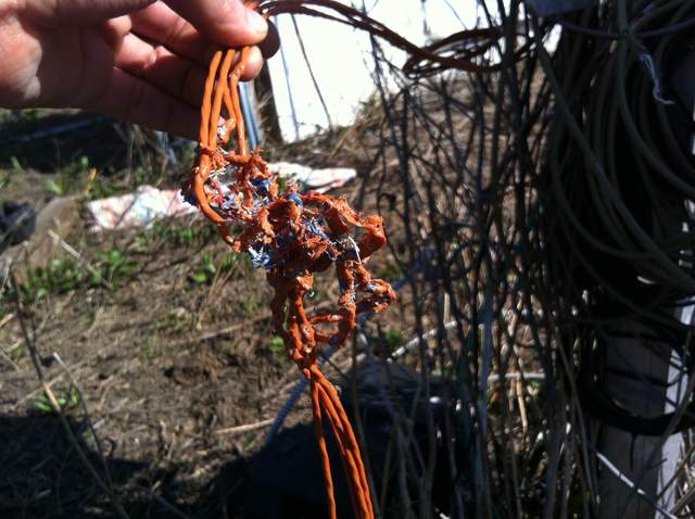 Cows like TC cables
