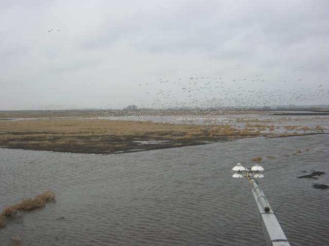 Geese
