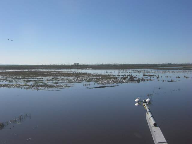 Geese
