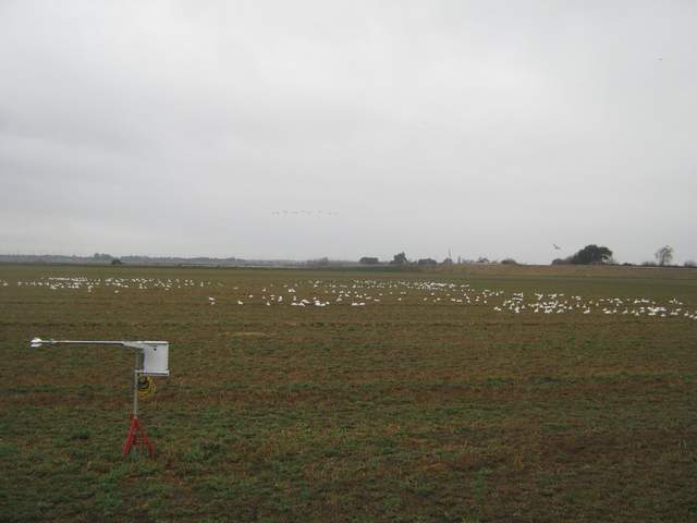 Snow geese
