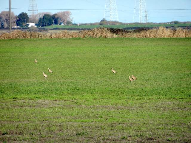 Some Ibis in the cow pasture