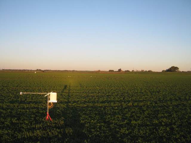 Geese on the field
