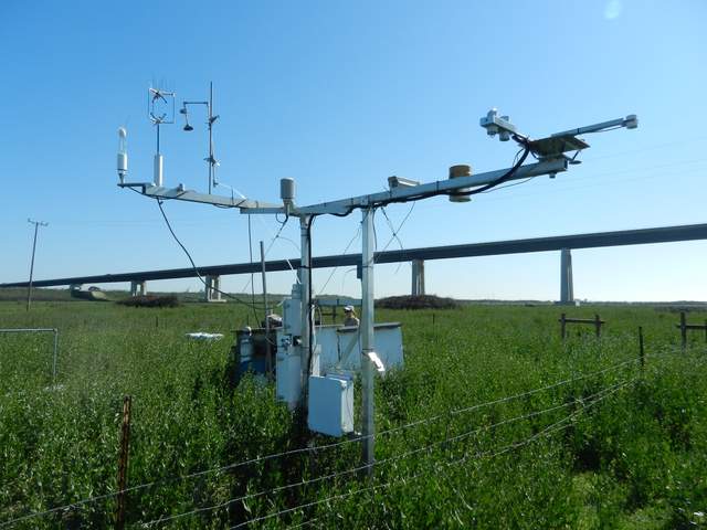 Cow pasture eddy tower and tall pepper weed