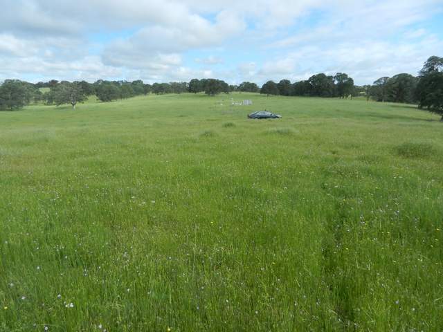 Tall green grass at Vaira