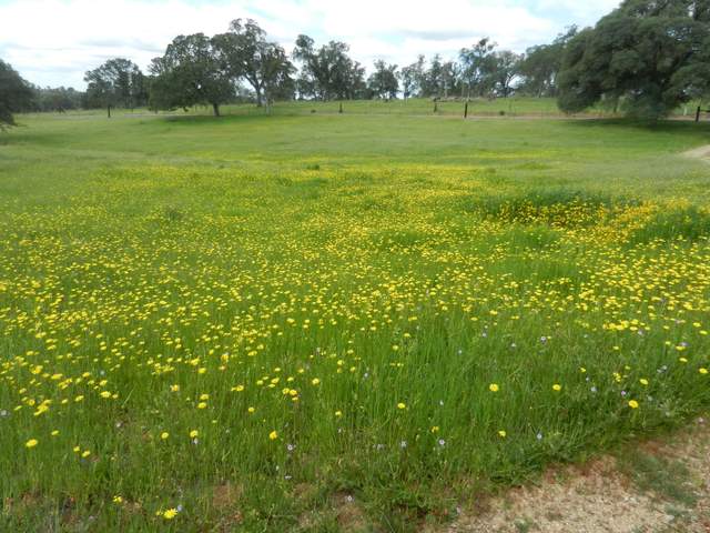 A green field of yellow flowers