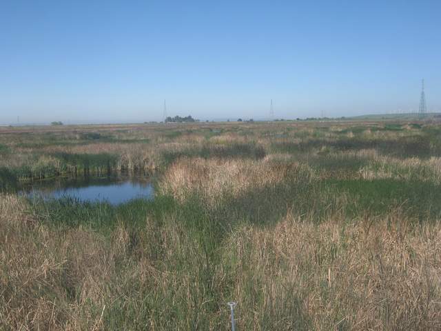 Wetland starting to green up
