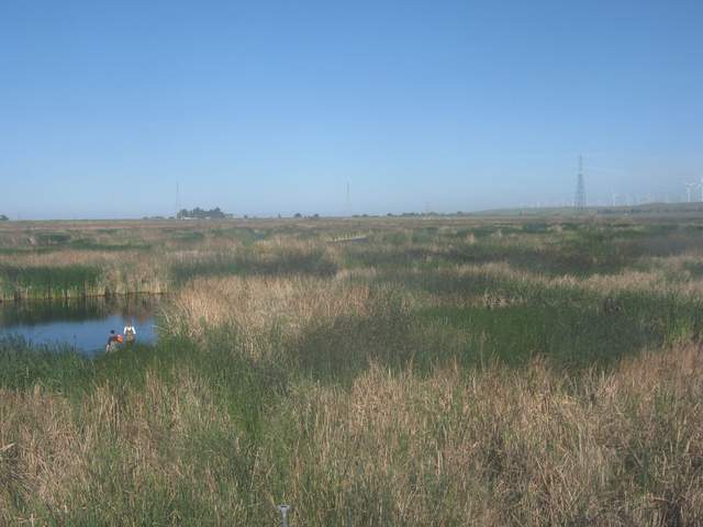 Two people wading in the wetland
