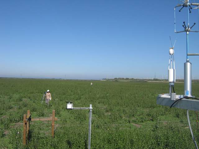 Fieldwork in the pepper weed on the cow pasture