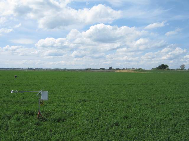 Fieldwork on the alfalfa field