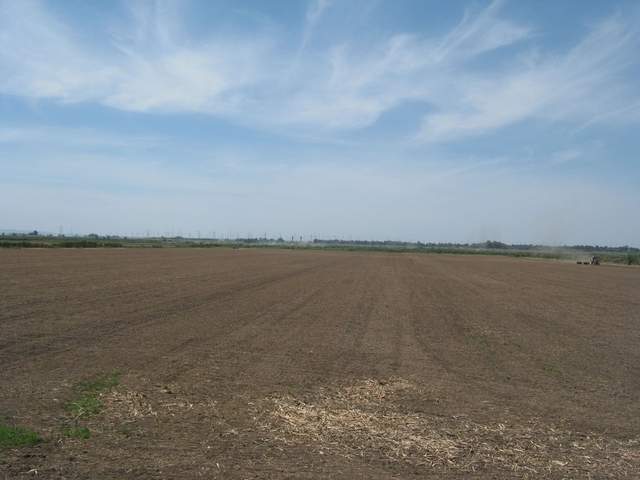 Rice field has been prepped and planted