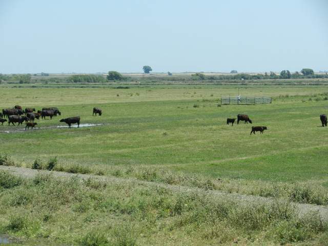 Cows in the pasture and the CIMIS weather station