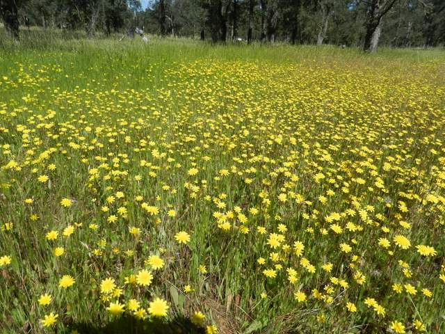 Lots of yellow dandelion flowers