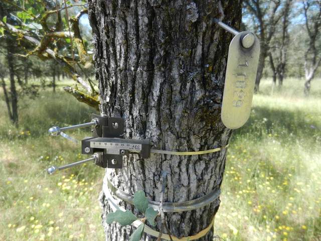Dendrometer on Tree 11829