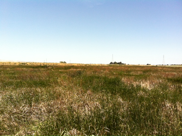 View from new High Veg site