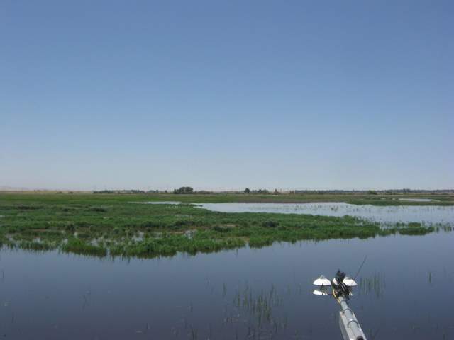 Kingfisher on the boom