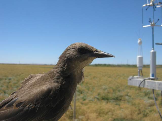 Bird selfie