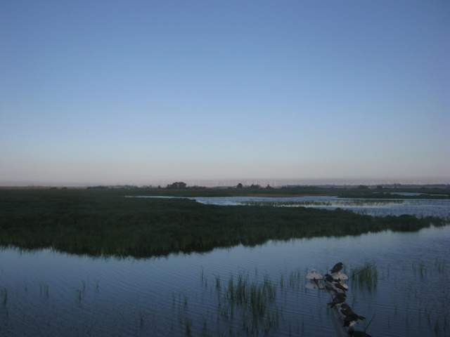 Swallows on boom