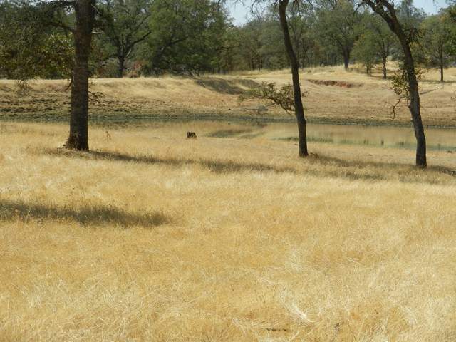 Yellow grass near Tonzi pond