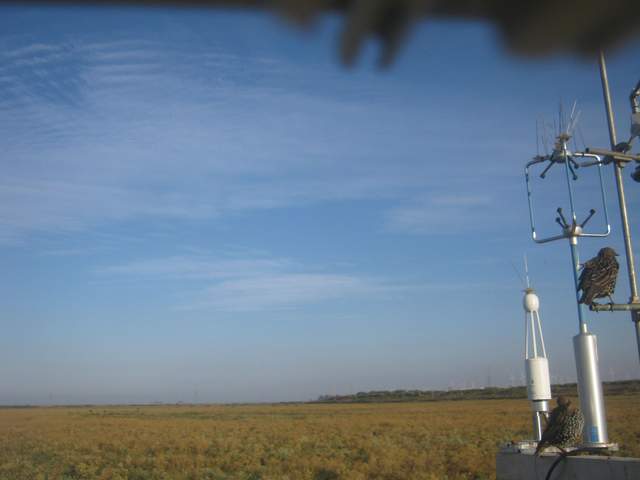 Starlings on tower