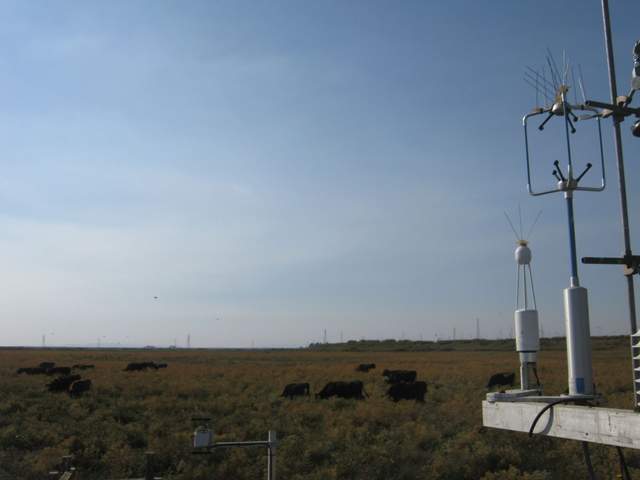 Cows