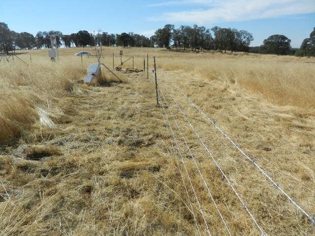 Dead grass cut back from cow fence