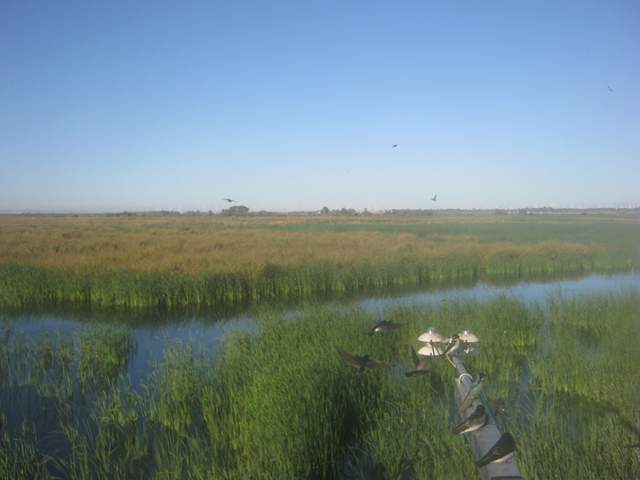 swallows on boom