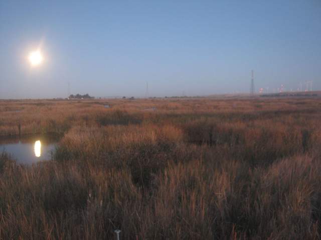 Pre-dawn moon