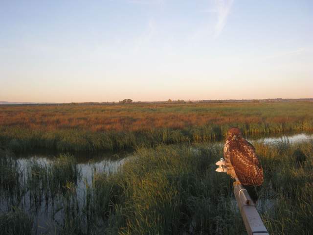 Hawk on boom
