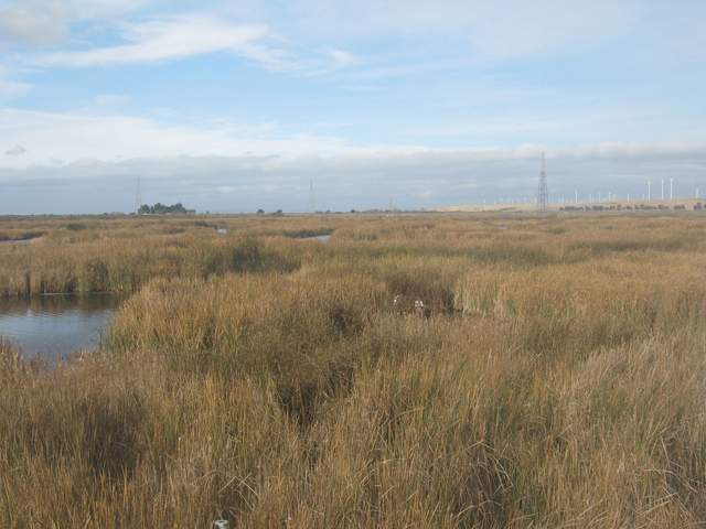 Folks in wetland