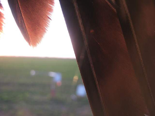 Hawk on camera