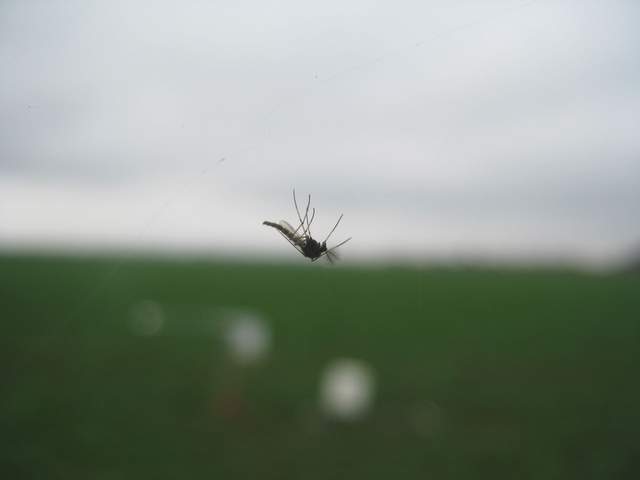 Mosquito