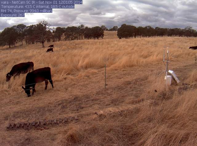 Cows