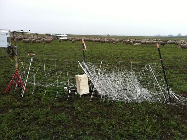 Sheep fence wrapped around the field sensors