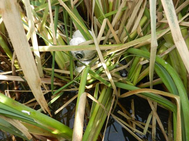  The radiometer were mostly out of the water except the pyranometers of the NR01. These were about half submerged but did seem to leak.