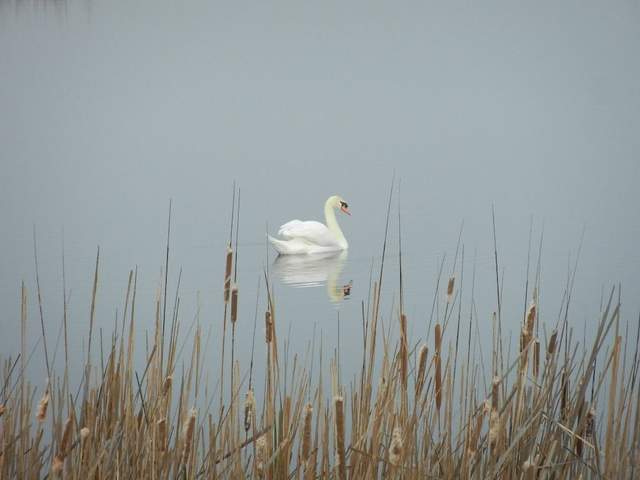 Swan