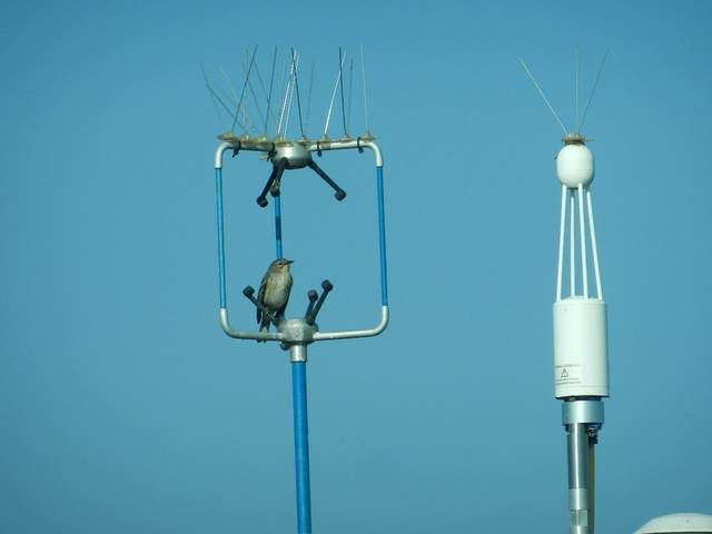 A bird inside the sonic path