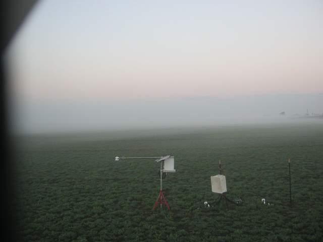 Tule fog
