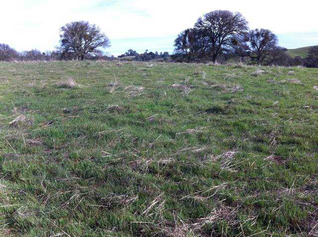 Green grass coming up through grey, straw-like litter